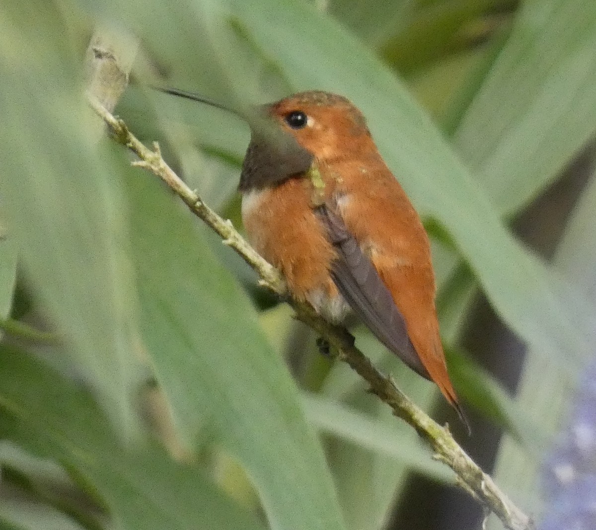 Rufous Hummingbird - Libby Patten