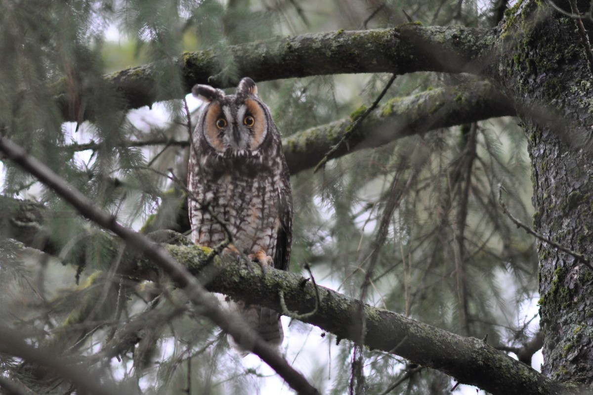 Long-eared Owl - ML617547126