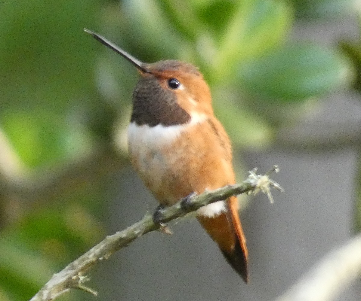 Rufous Hummingbird - ML617547128