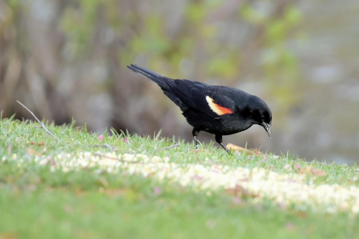 Red-winged Blackbird - Tiffany Means