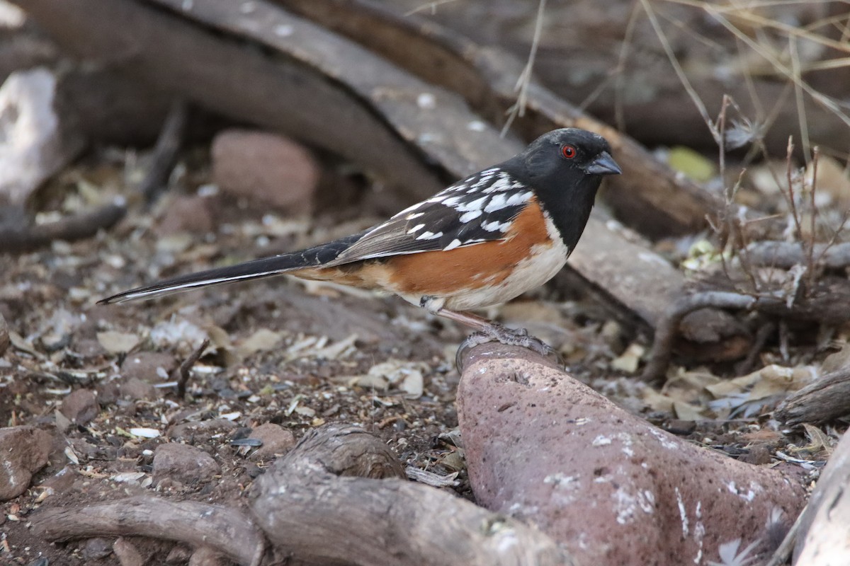 Spotted Towhee - ML617547207