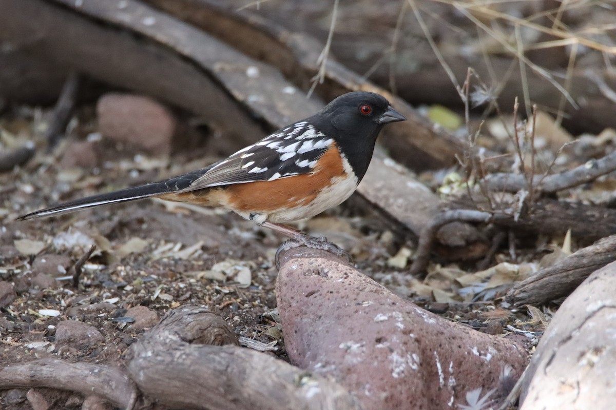 Spotted Towhee - ML617547208