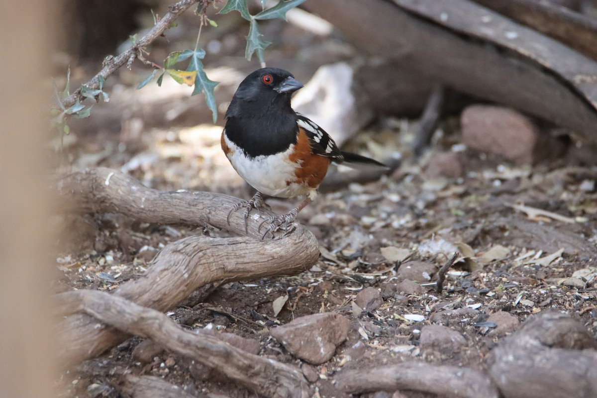 Spotted Towhee - ML617547209