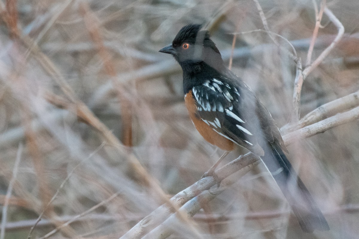 Spotted Towhee - ML617547244