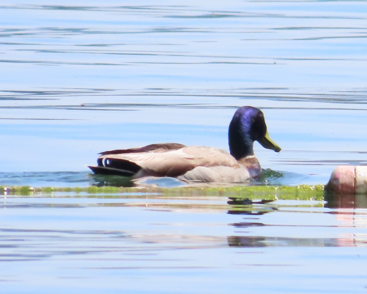 Ebird Checklist - 17 Apr 2024 - Clear Lake Sp--campground - 47 Species 