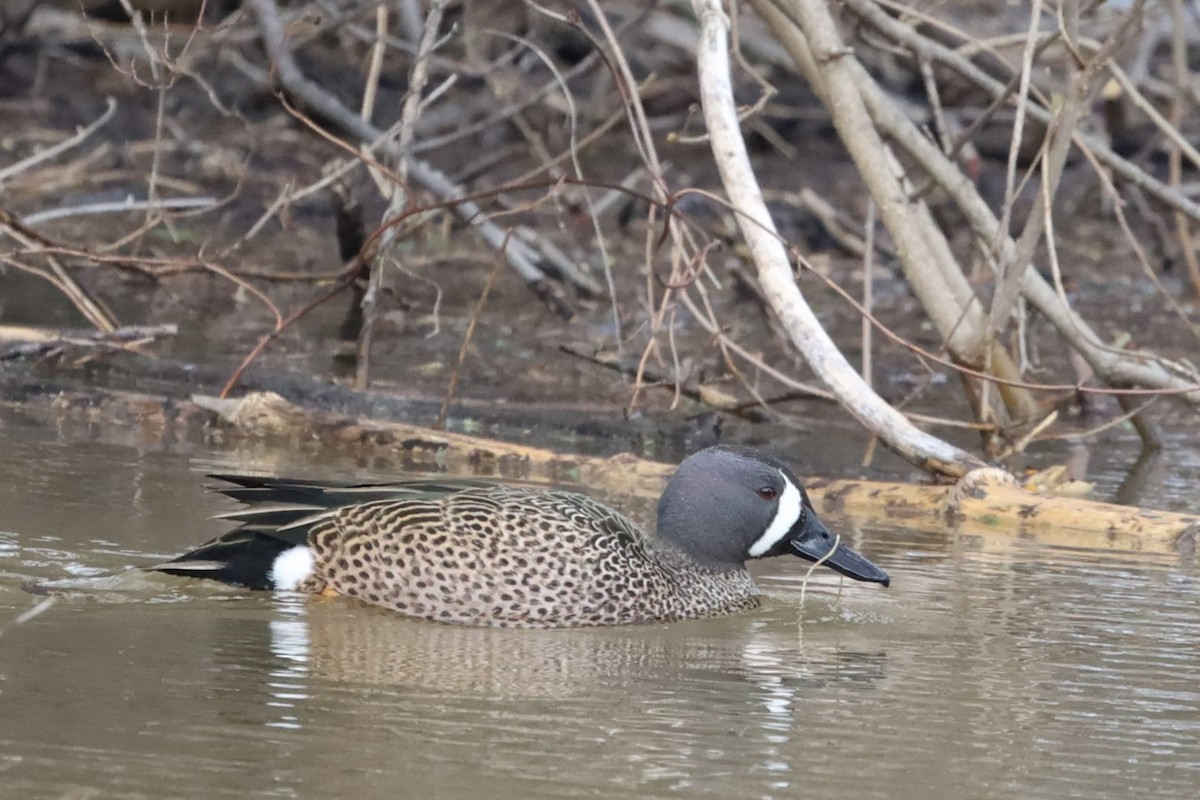 Blue-winged Teal - ML617547255