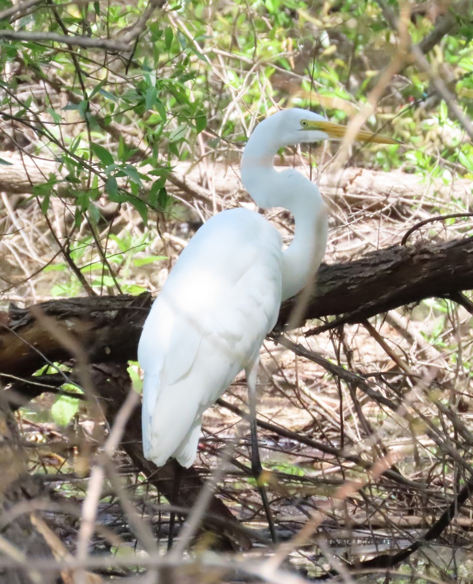 Great Egret - The Spotting Twohees