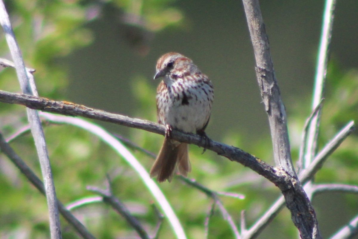 Song Sparrow (montana/merrilli) - ML617547293
