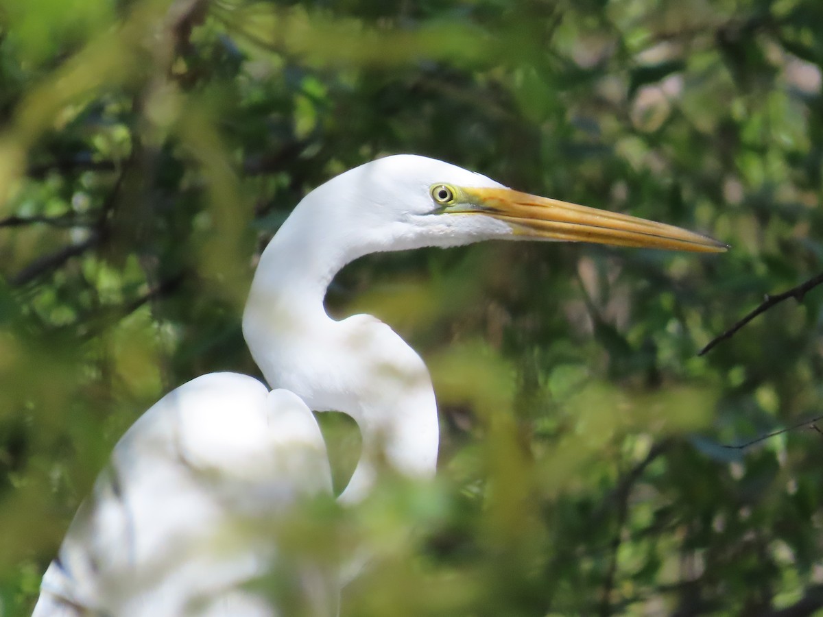 Great Egret - The Spotting Twohees