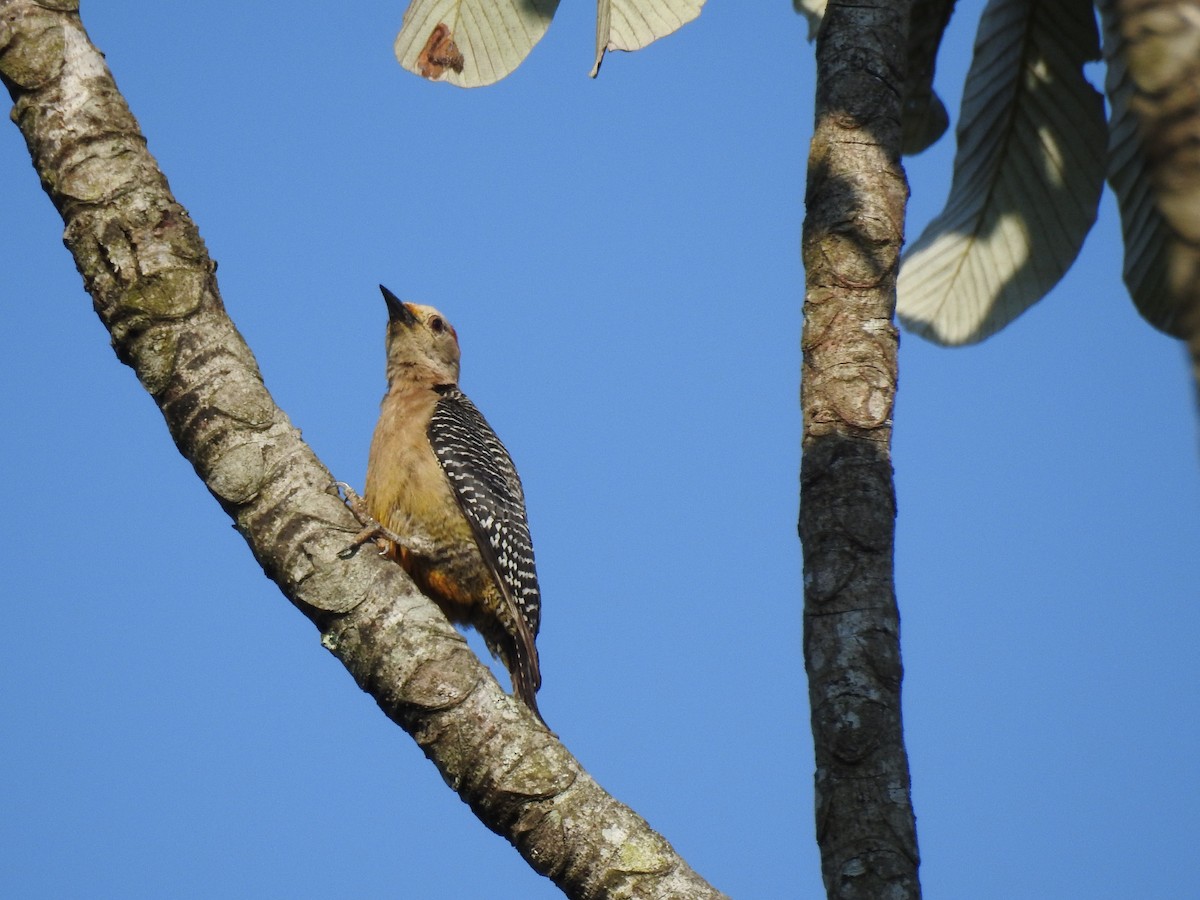 Golden-fronted Woodpecker (Velasquez's) - ML617547361
