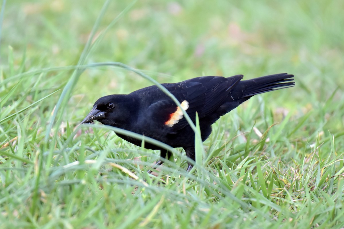 Red-winged Blackbird - Tiffany Means