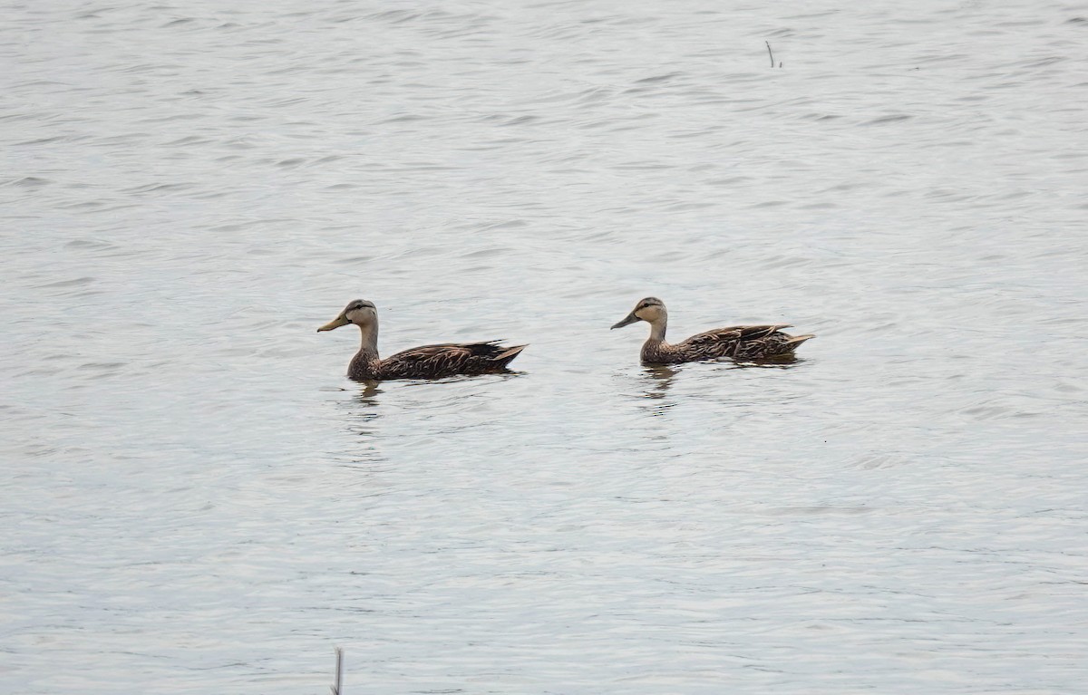 eBird Checklist 17 Apr 2024 Savannah NWROnslow Island (public