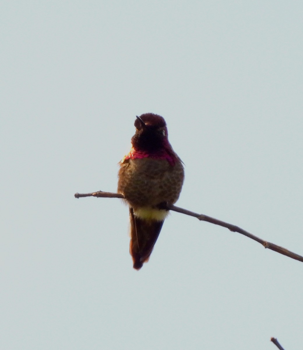 Anna's Hummingbird - ML617547451