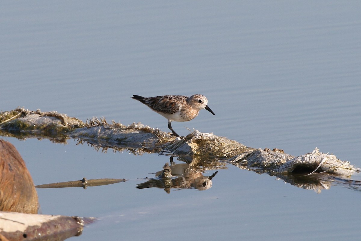 Red-necked Stint - Kevin Thomas