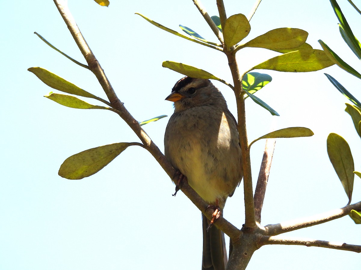 White-crowned Sparrow - ML617547488