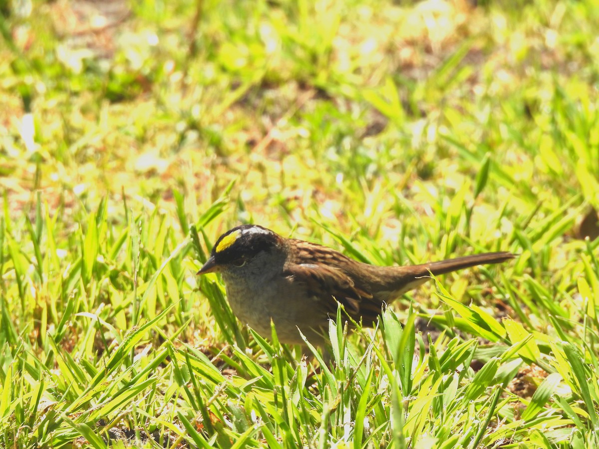 Golden-crowned Sparrow - ML617547503