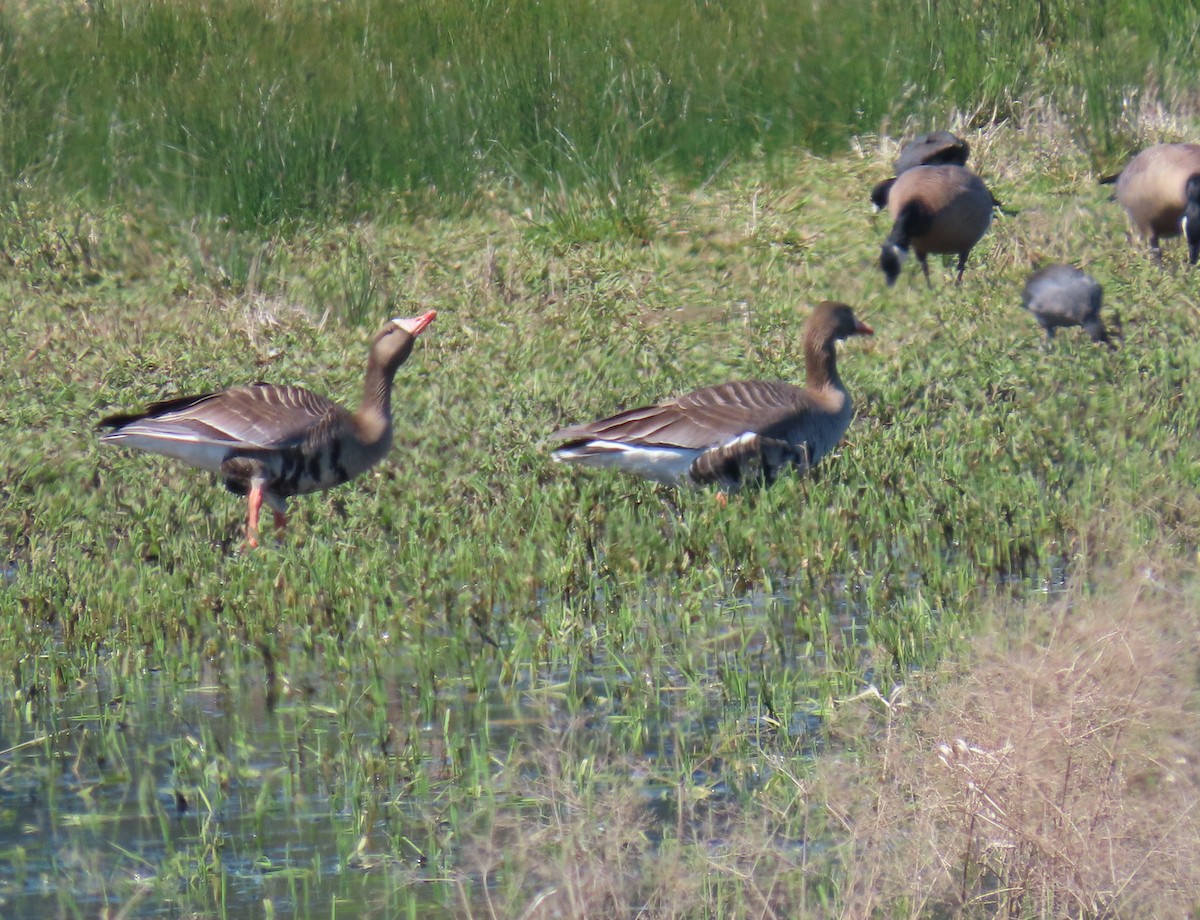 Greater White-fronted Goose - Sherry Gray