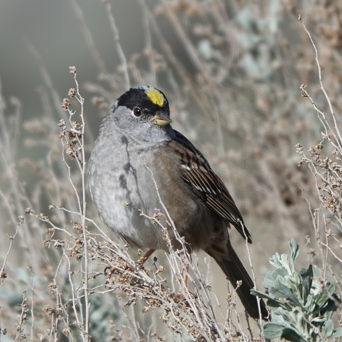 Golden-crowned Sparrow - ML617547516