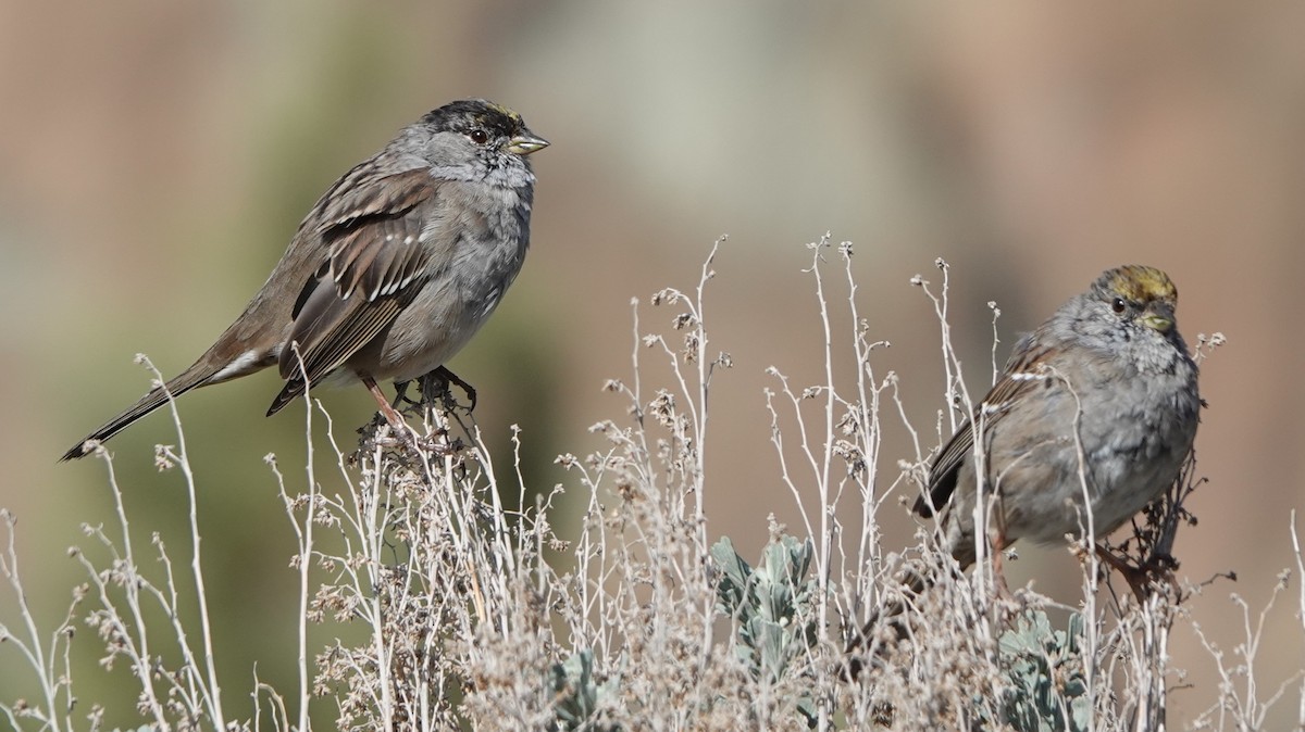 Golden-crowned Sparrow - BettySue Dunn