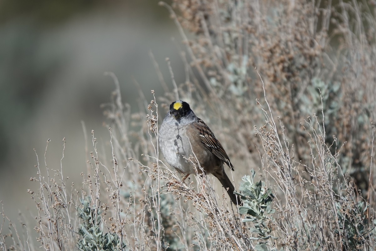 Golden-crowned Sparrow - BettySue Dunn