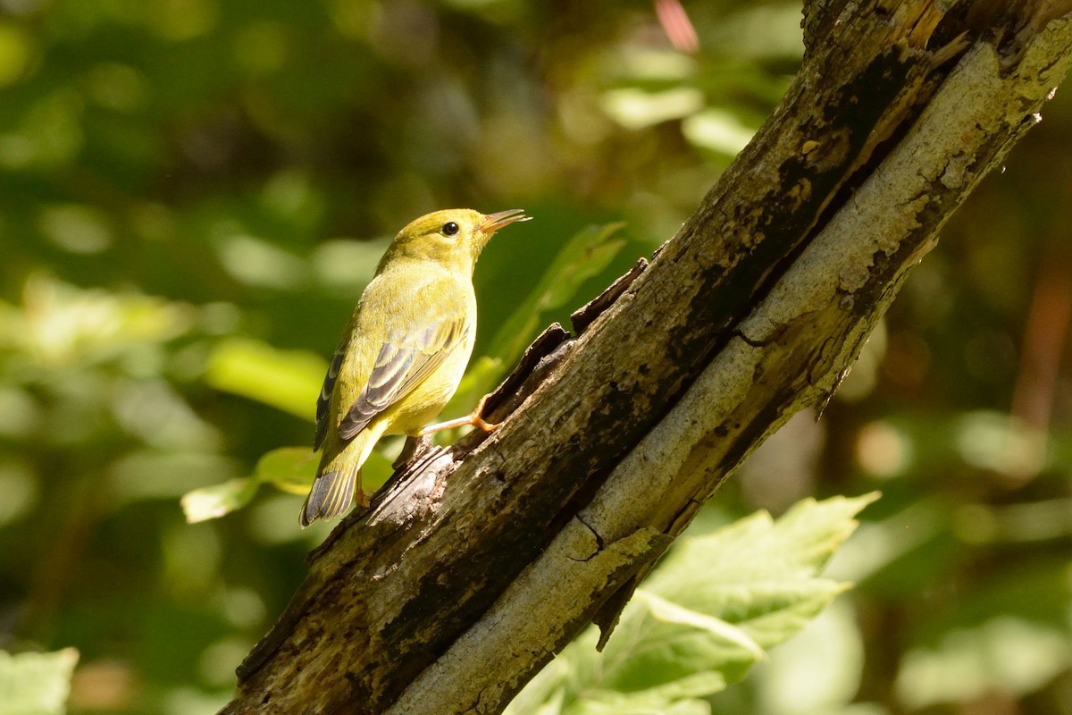 Yellow Warbler - Susan Teefy