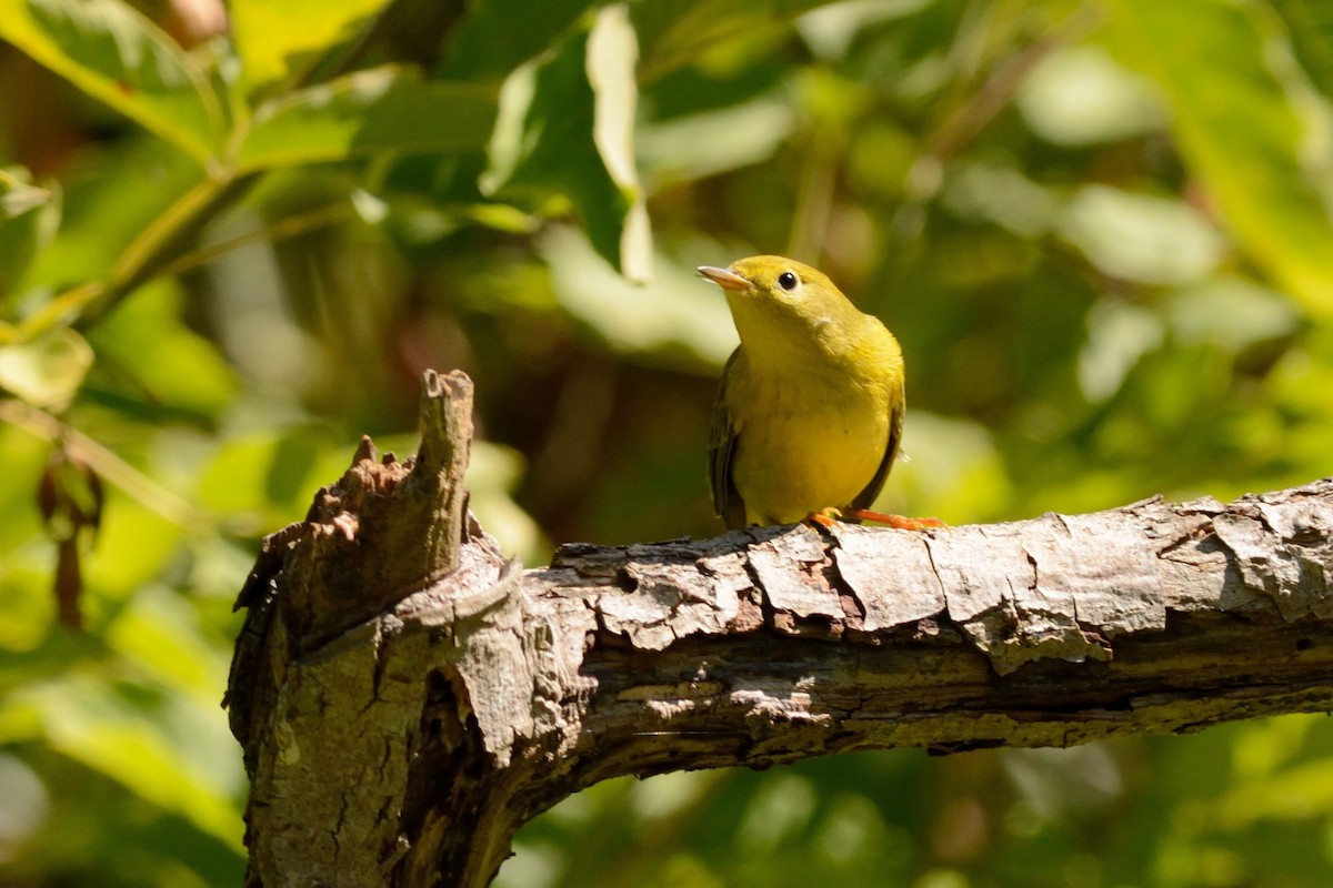 Yellow Warbler - Susan Teefy