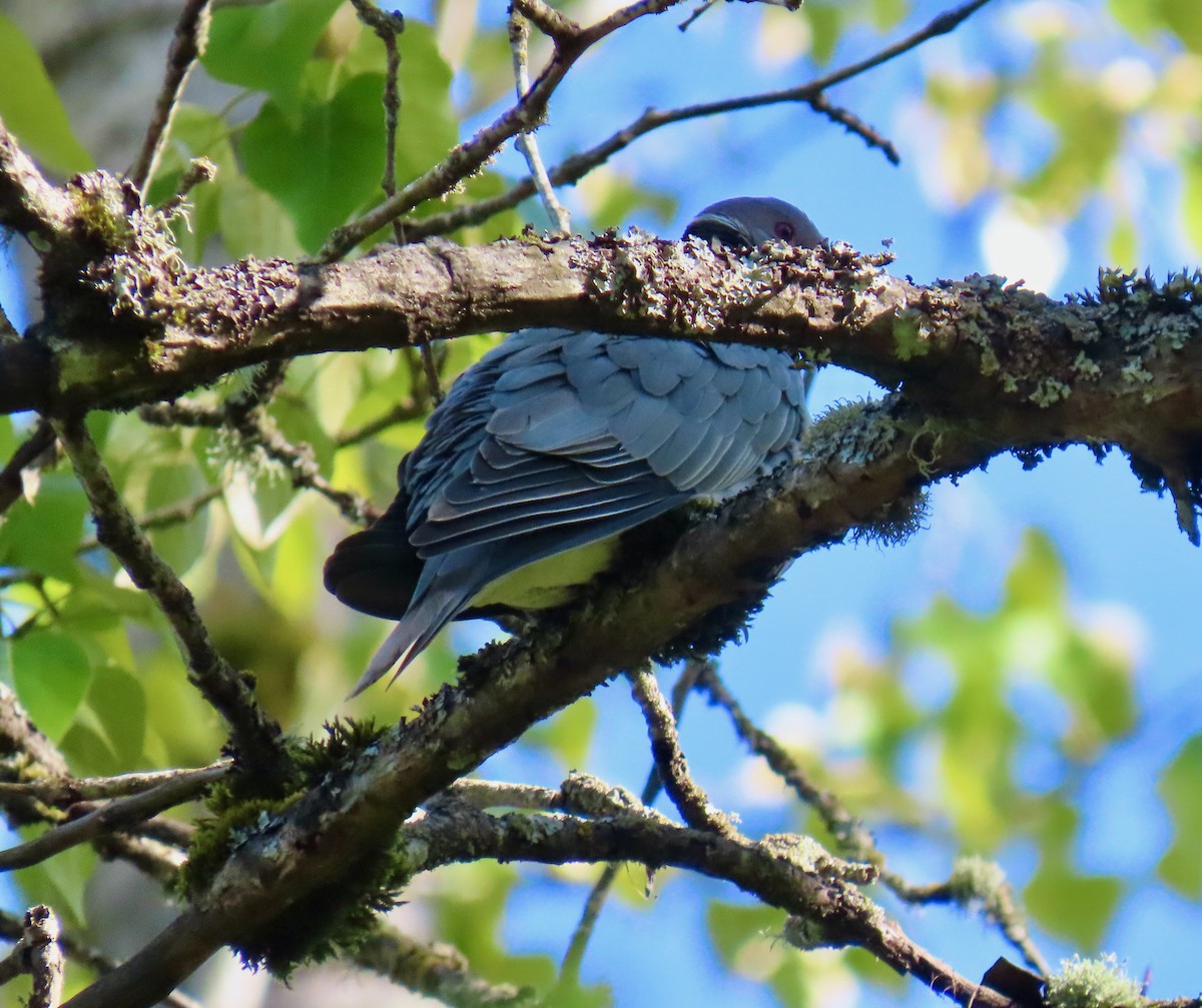 Band-tailed Pigeon - Sherry Gray