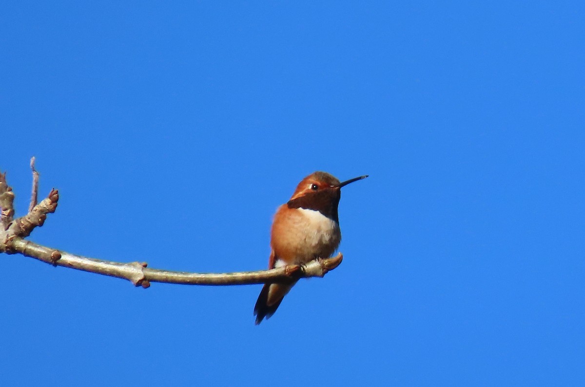 Rufous Hummingbird - Sherry Gray