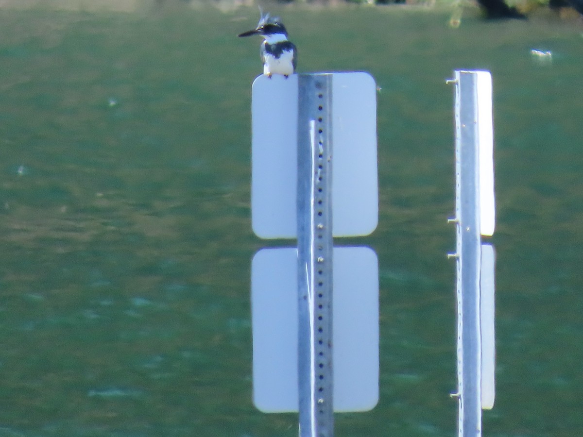 Belted Kingfisher - ML617547571
