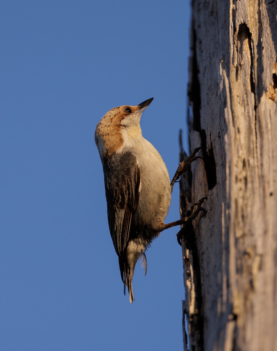 Brown-headed Nuthatch - ML617547580