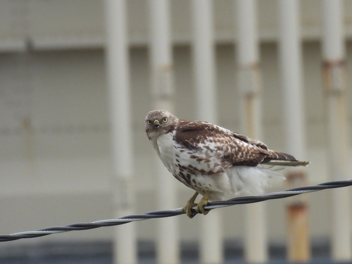 Red-tailed Hawk (borealis) - Clayton Will