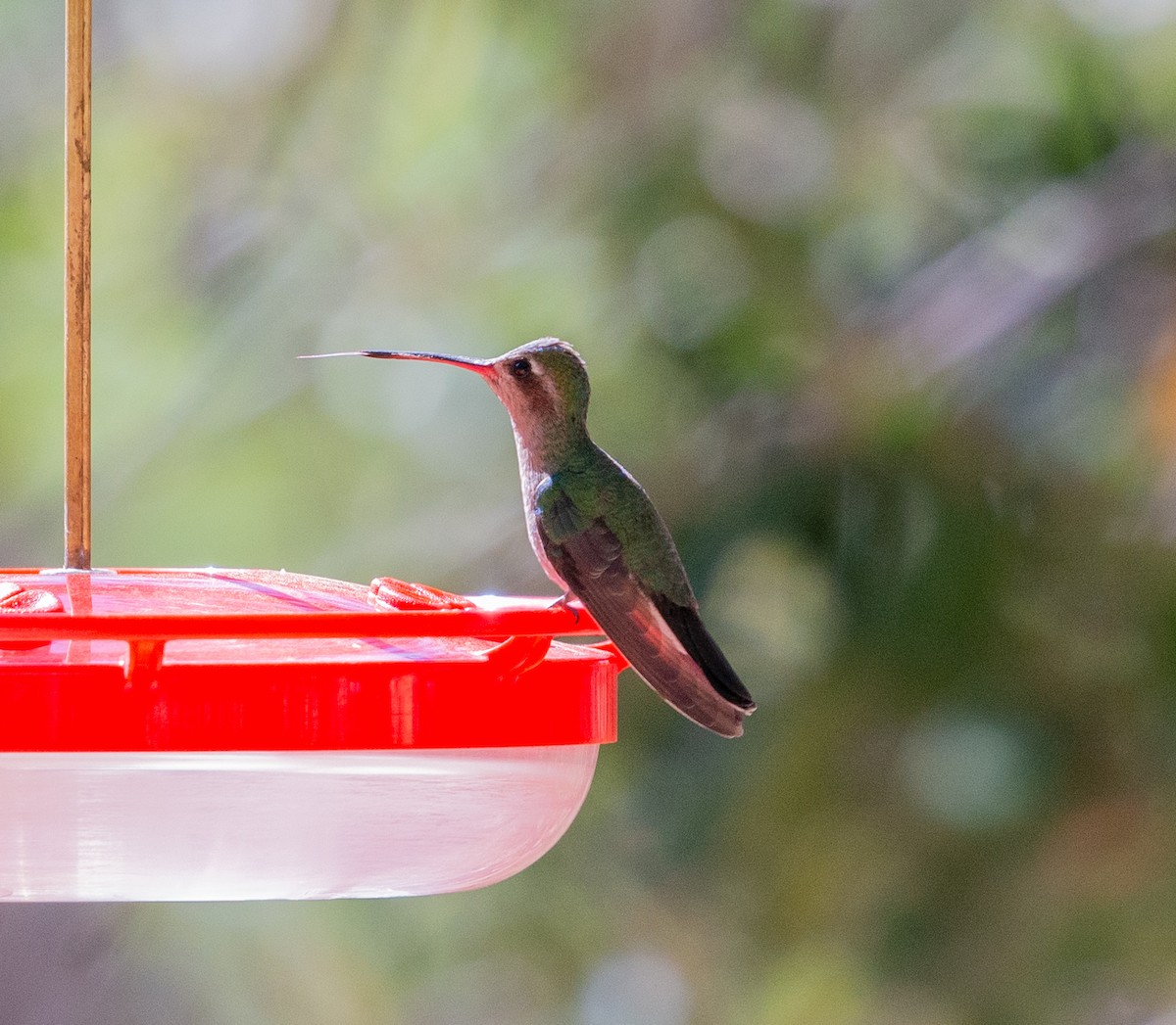 Broad-billed Hummingbird - ML617547819