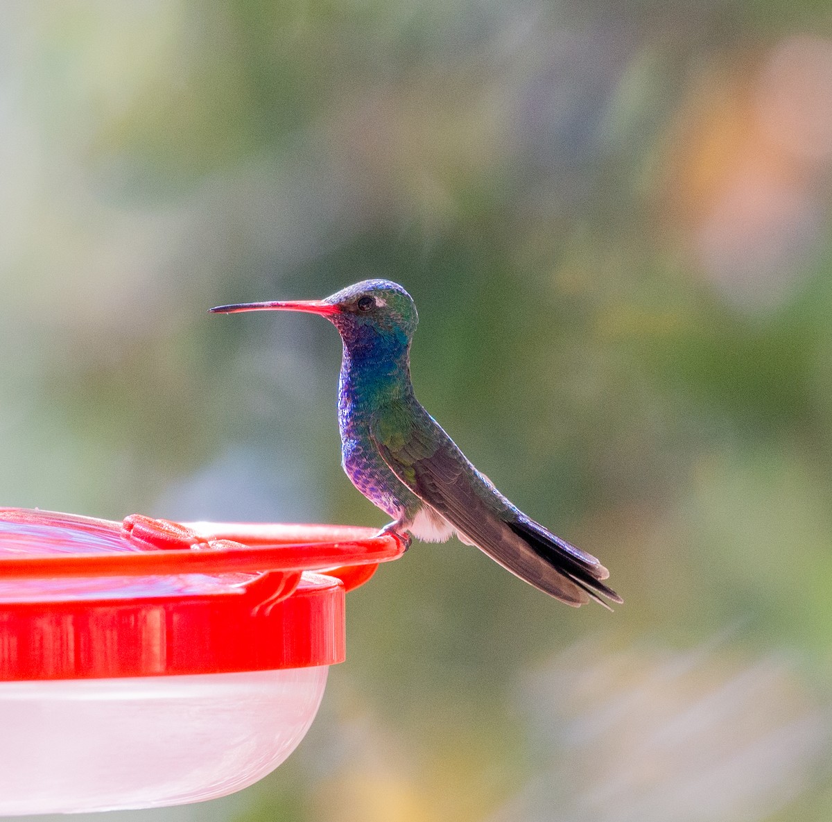 Broad-billed Hummingbird - Noah Eckman