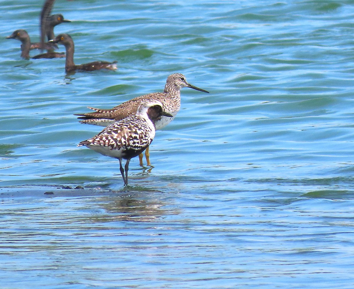 Black-bellied Plover - Alfonso Auerbach