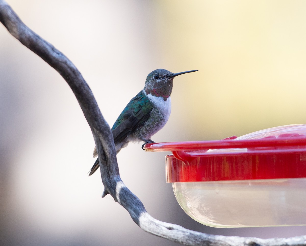 Broad-tailed Hummingbird - ML617547824