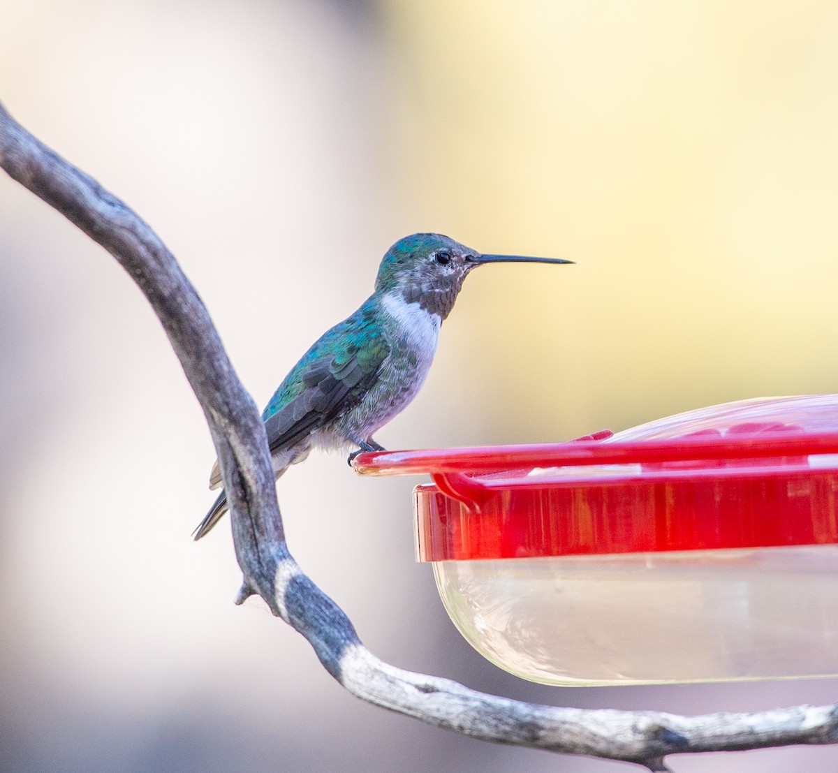 Broad-tailed Hummingbird - Noah Eckman