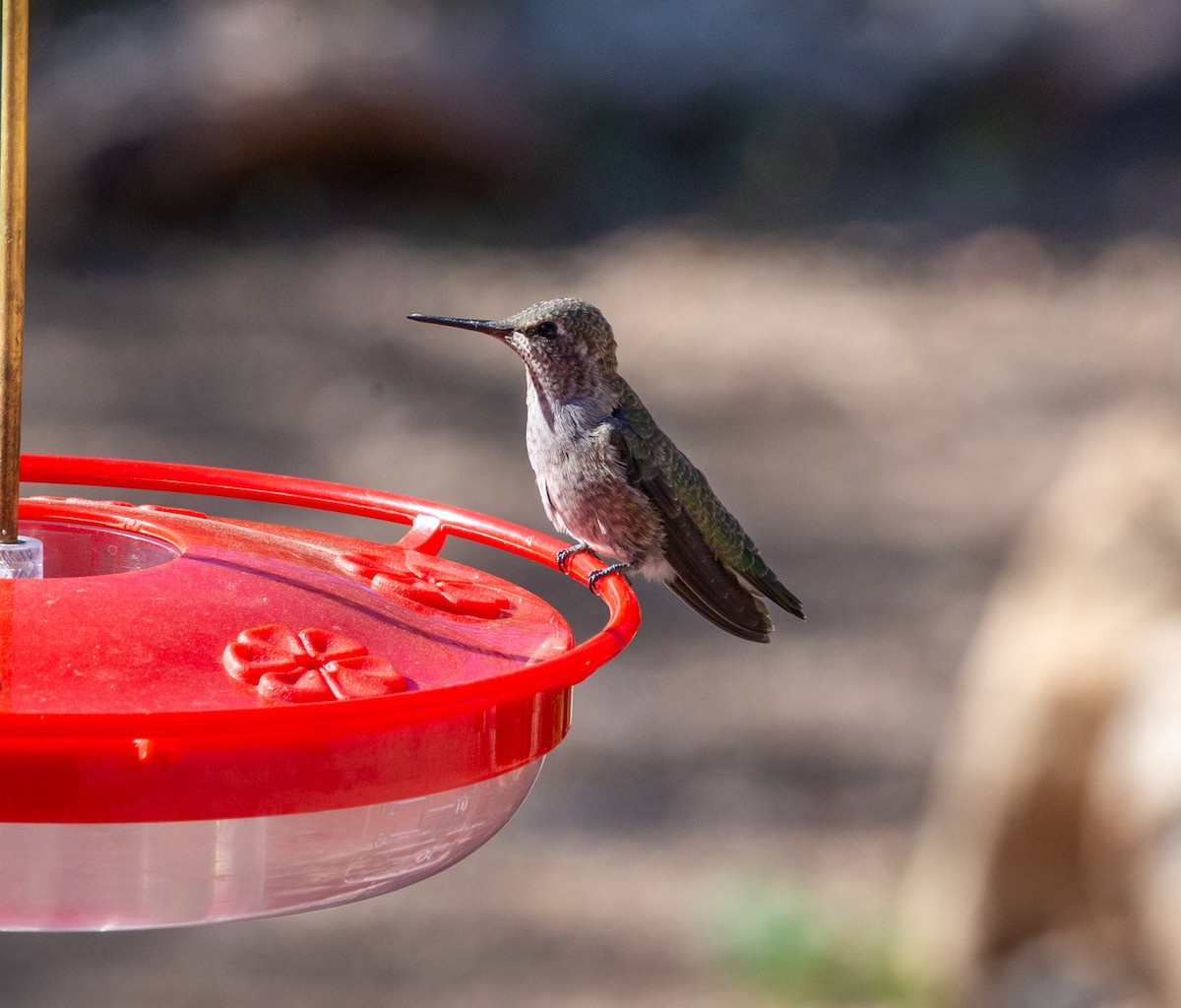 Broad-tailed Hummingbird - ML617547826