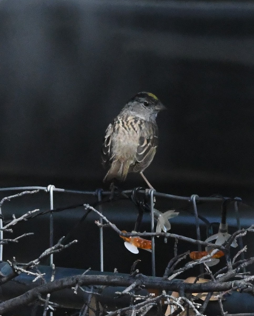 Golden-crowned Sparrow - ML617547858