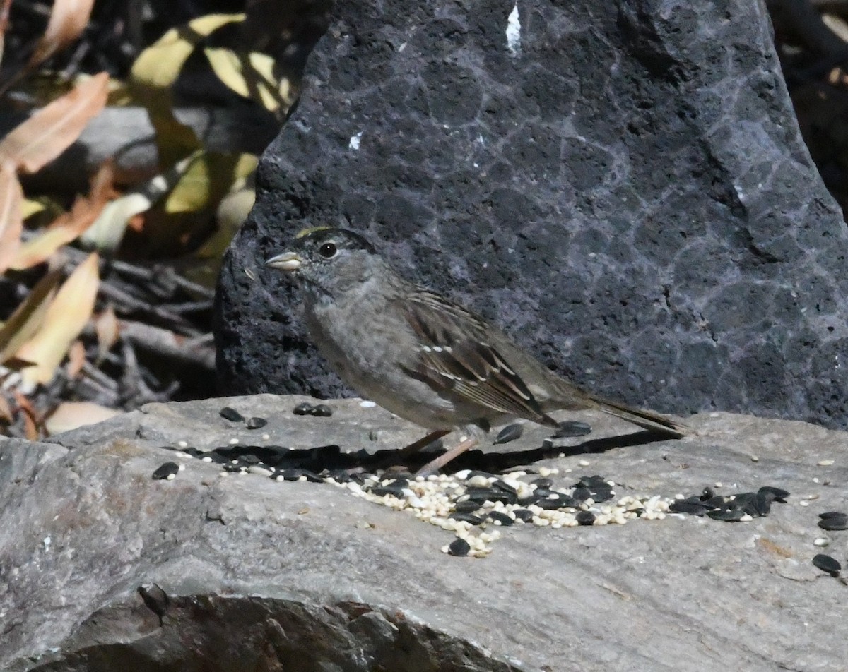 Golden-crowned Sparrow - ML617547860