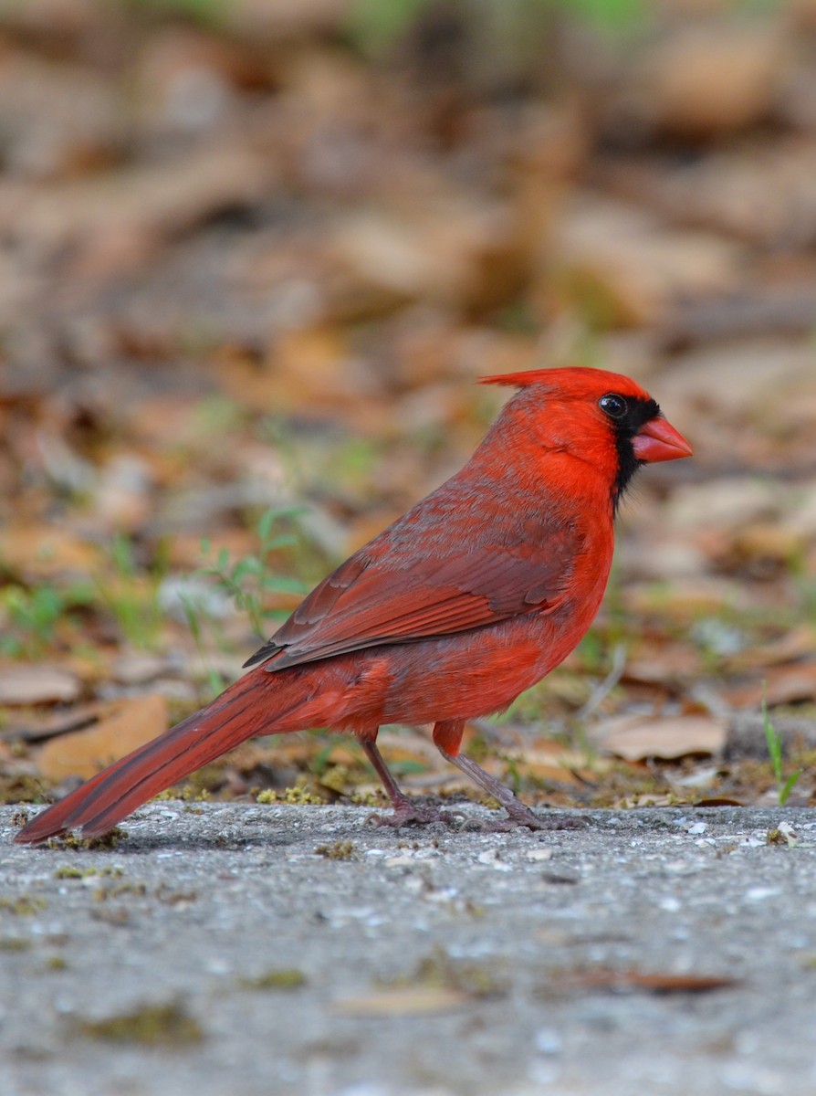 Cardinal rouge - ML617547868