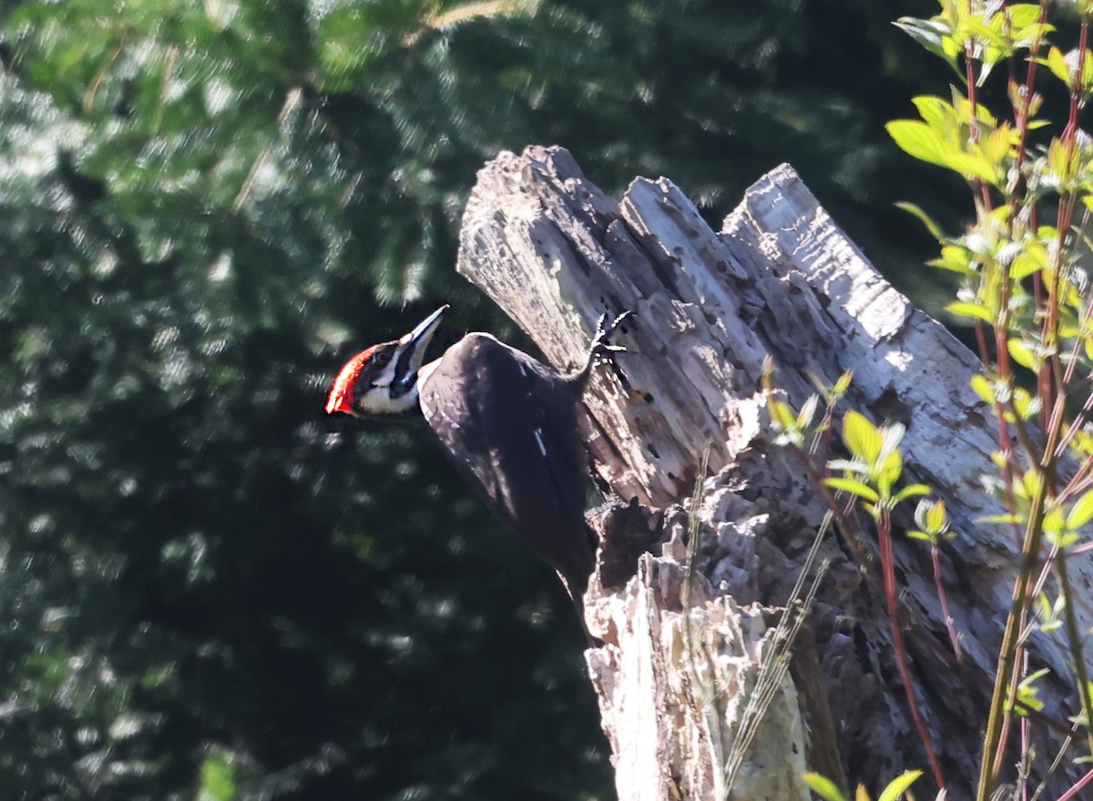 Pileated Woodpecker - Ritch Pope