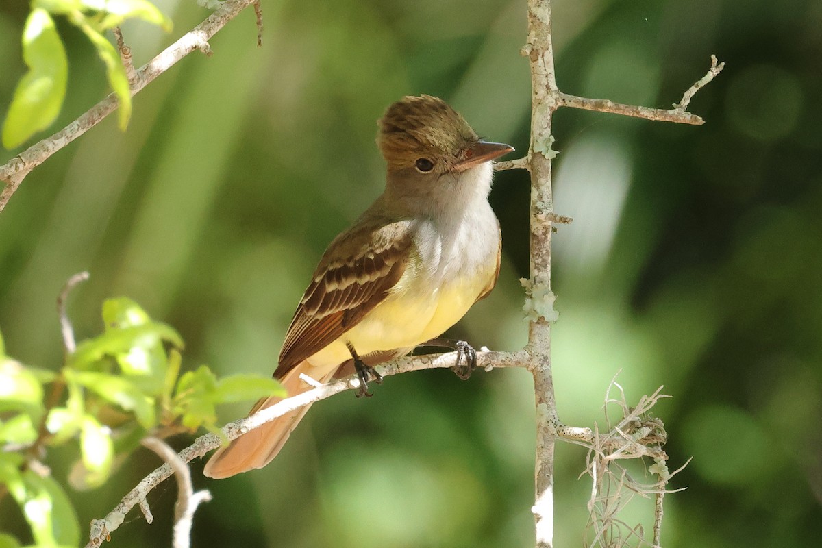 Great Crested Flycatcher - ML617547896