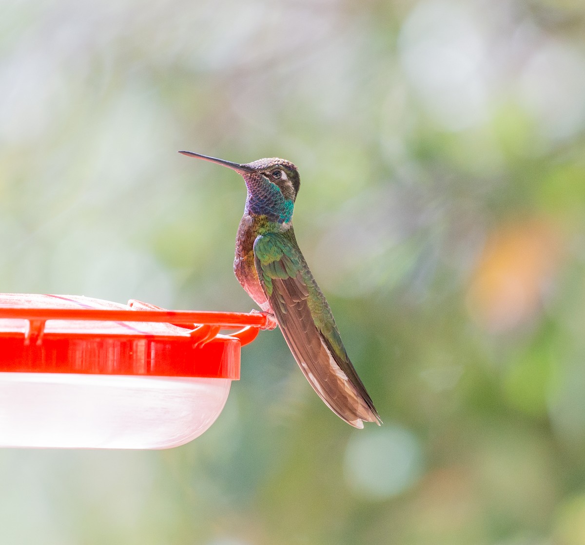 kolibřík skvostný - ML617547943