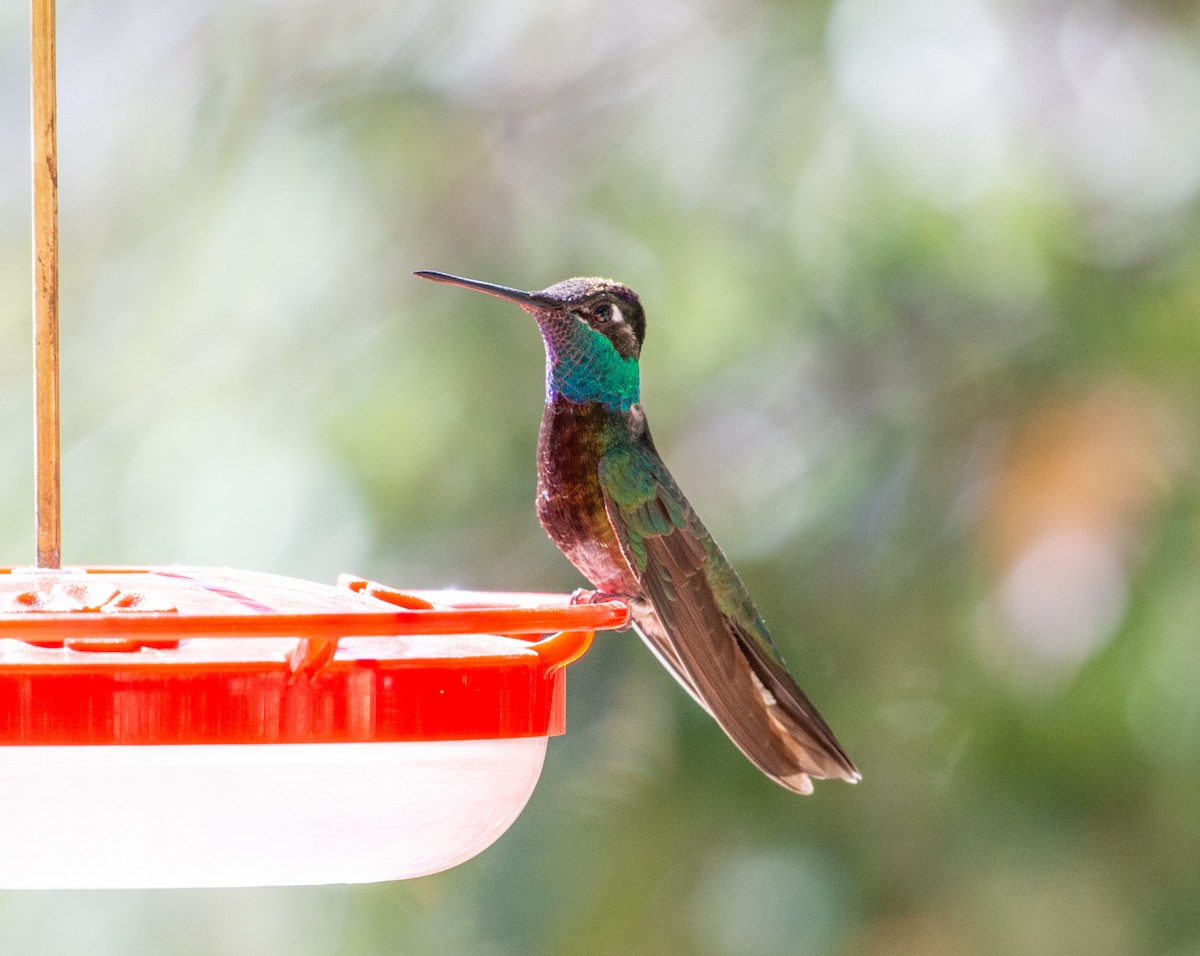 kolibřík skvostný - ML617547944
