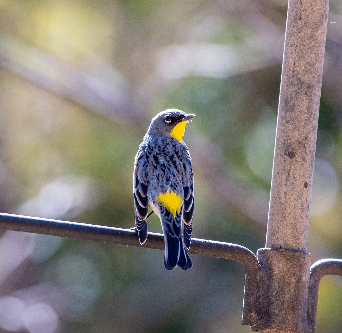 Yellow-rumped Warbler (Audubon's) - Noah Eckman