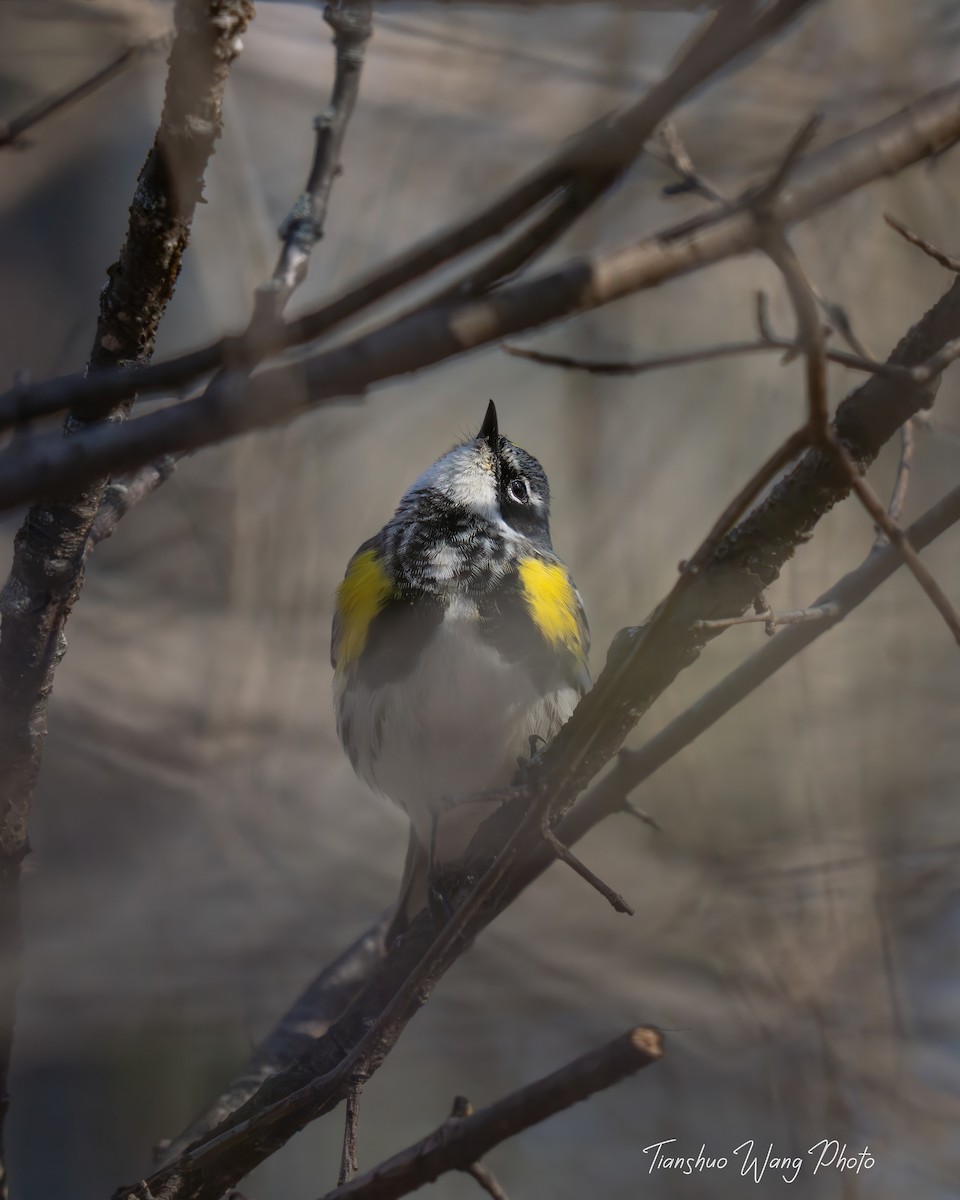 Yellow-rumped Warbler (Myrtle) - ML617548006
