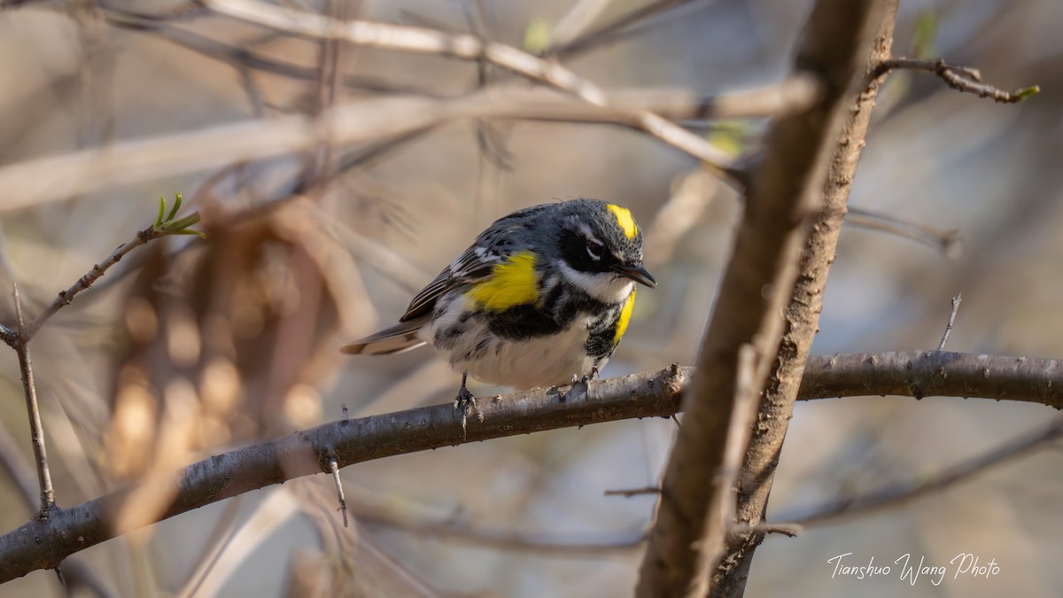 Yellow-rumped Warbler (Myrtle) - ML617548007