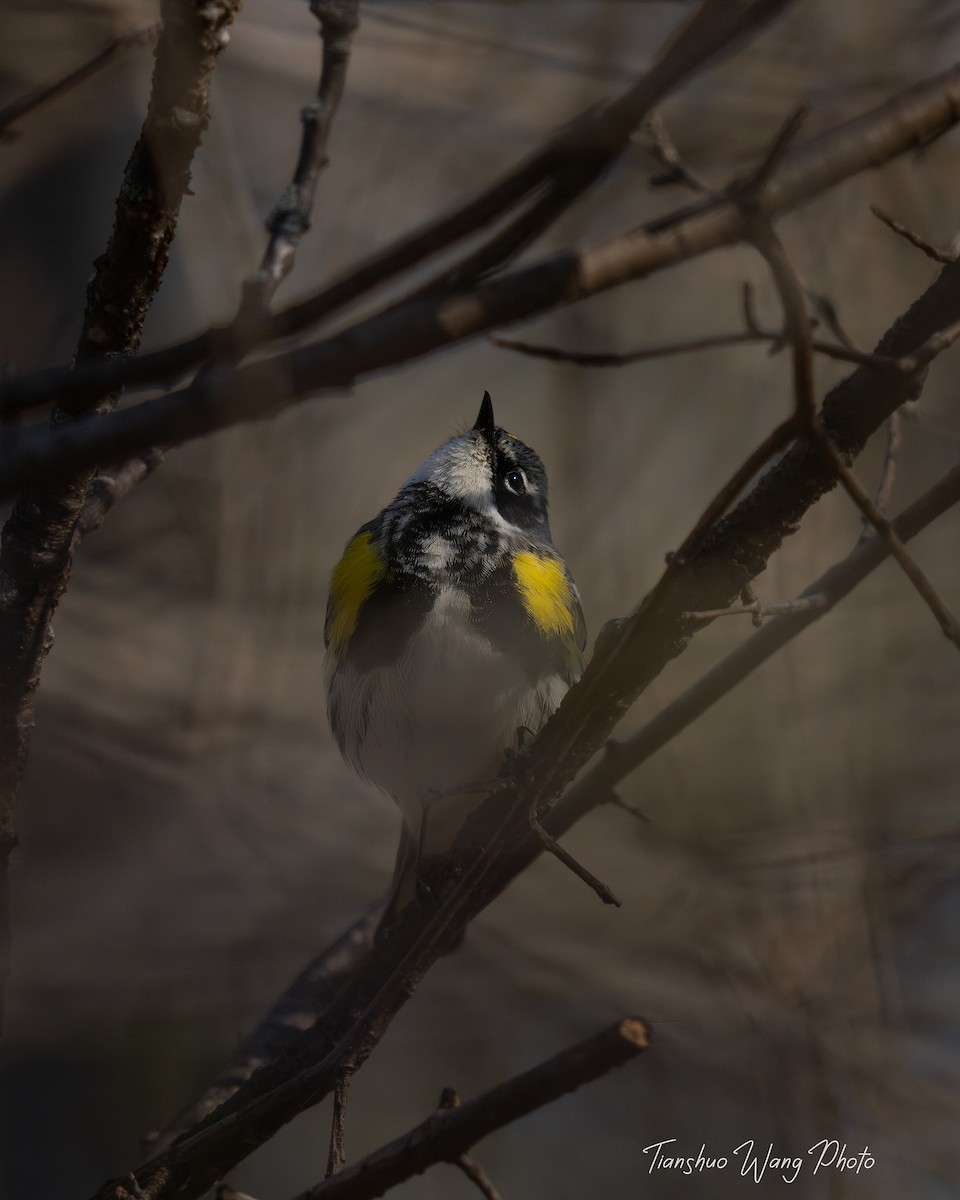 Yellow-rumped Warbler (Myrtle) - ML617548013