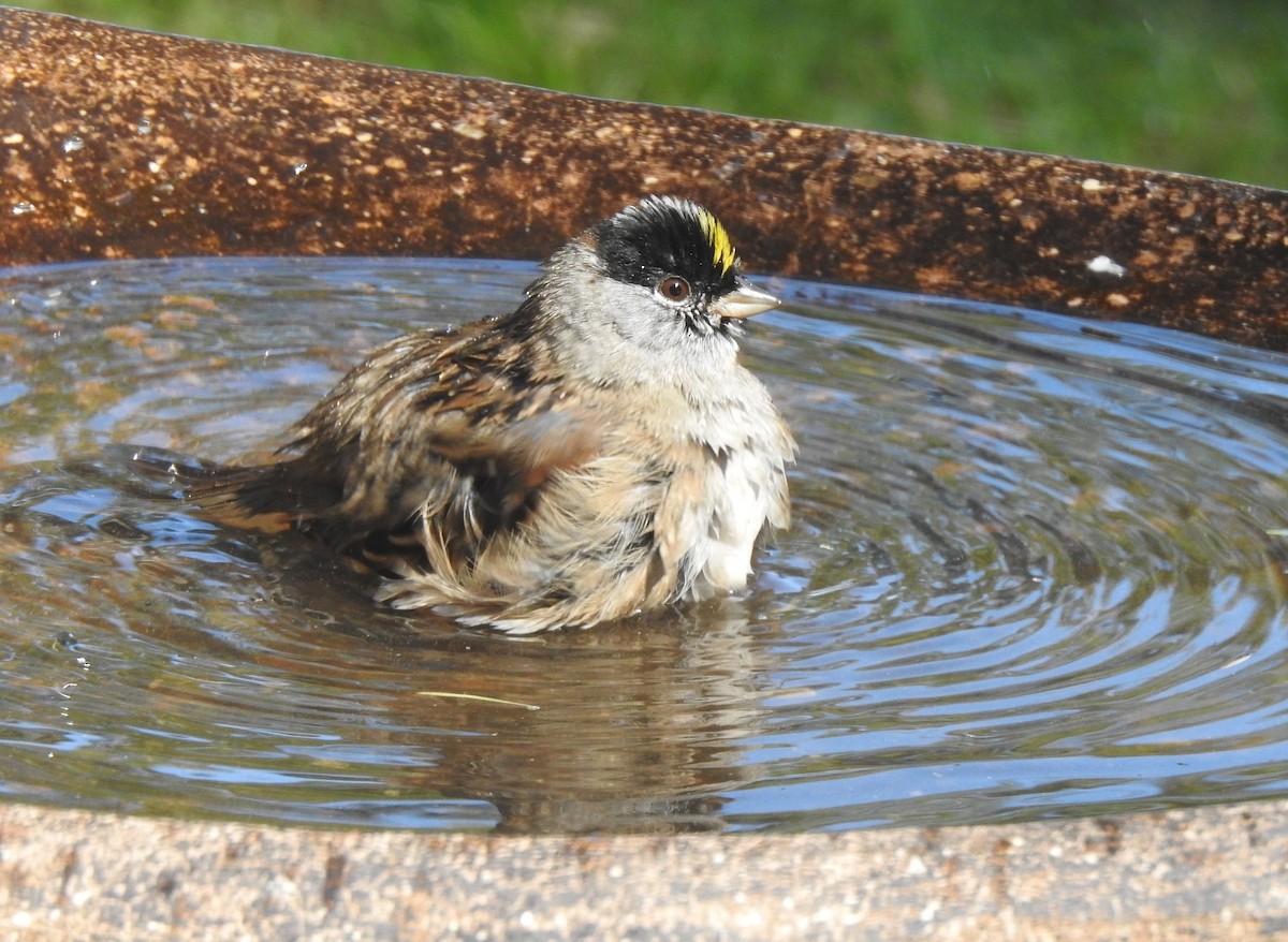 Golden-crowned Sparrow - ML617548049