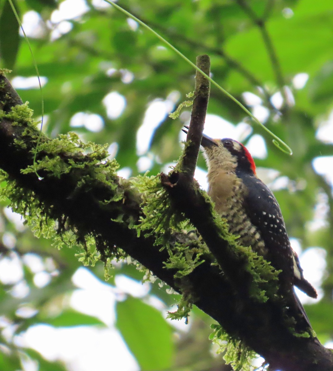 Black-cheeked Woodpecker - ML617548050